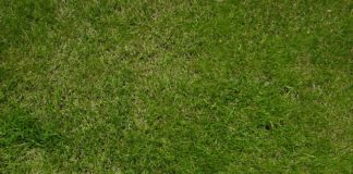 La semina 1122 0 La semina